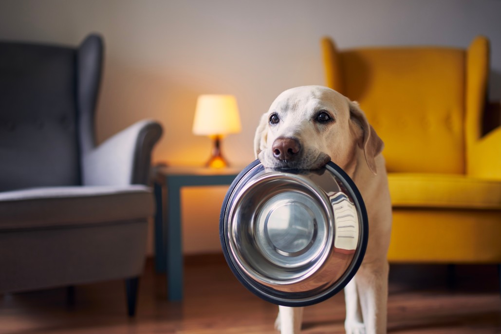 house cleaning cost with pets